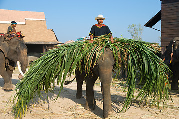 Image showing The annual elephant roundup in Surin 2010