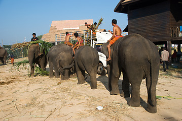 Image showing The Annual Elephant Roundup in Surin, Thailand