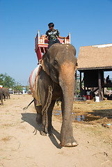 Image showing The Annual Elephant Roundup in Surin, Thailand