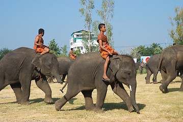 Image showing The Annual Elephant Roundup in Surin, Thailand