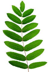 Image showing  Leaf of a mountain ash, it is isolated on white