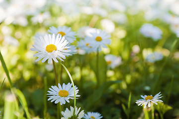Image showing  Glade of blossoming daisies, close up