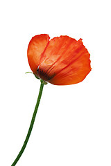 Image showing  Red poppies after a rain, it is isolated on white