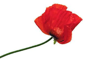 Image showing  Red poppies after a rain, it is isolated on white