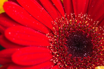 Image showing Autumn bouquet of flowers a close up, a background