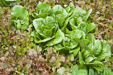 Image showing  Leaves of salad in a garden, a close up