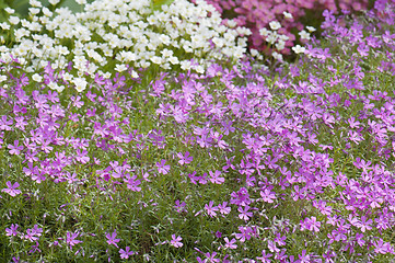 Image showing Well-groomed spring garden 