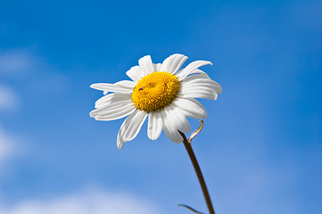 Image showing Field chamomile flower against the blue sky 