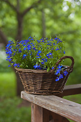 Image showing Basket with flowers on a rail 