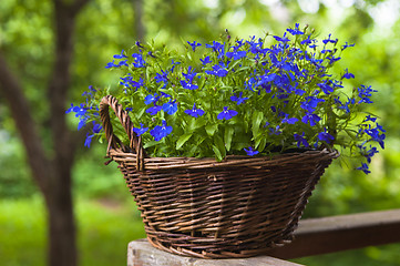 Image showing Basket with flowers on a rail 