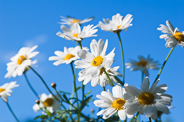 Image showing Field chamomile flower against the blue sky 