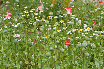 Image showing Well-groomed spring garden