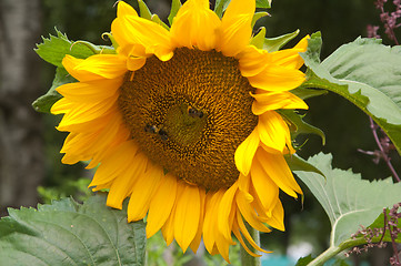 Image showing Bees on a flower of a sunflower