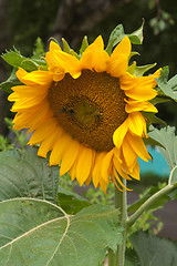 Image showing Bees on a flower of a sunflower