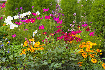 Image showing Well-groomed spring garden