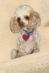 Image showing Toy Poodle