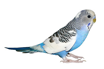 Image showing Blue Parakeet