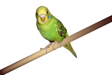 Image showing Perched Parakeet