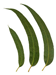 Image showing Eucalyptus Leaves 