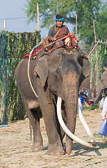 Image showing The Annual Elephant Roundup in Surin, Thailand