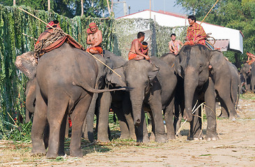 Image showing The Annual Elephant Roundup in Surin, Thailand