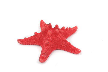 Image showing sea star