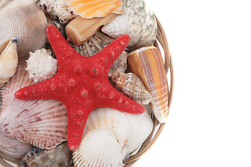 Image showing sea shells