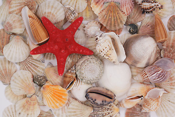 Image showing sea shells