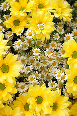 Image showing yellow and white flowers 