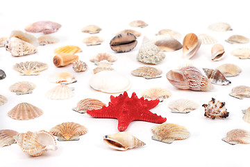 Image showing sea shells