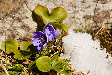 Image showing Blue anemone