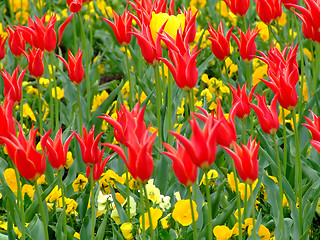 Image showing Field of flowers