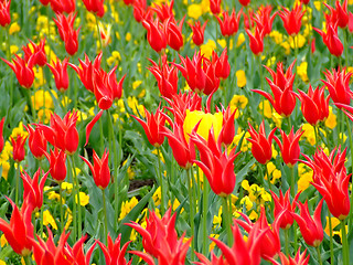 Image showing Field of flowers 2