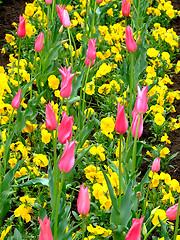 Image showing Field of flowers 3