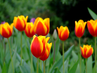 Image showing Red and yellow tulips