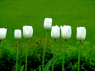 Image showing Seven tulips