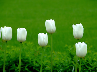 Image showing Six tulips