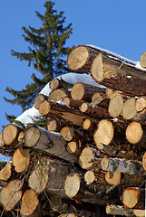 Image showing Stacked Logs with a Norway Spruce Tree