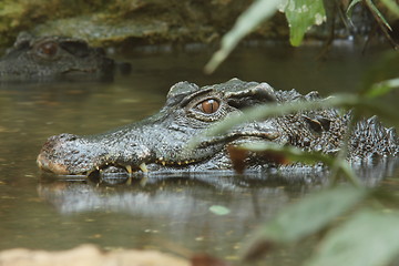 Image showing aligator