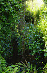 Image showing Tropical forest