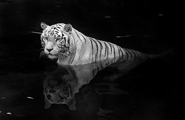 Image showing White tiger