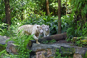 Image showing White tiger