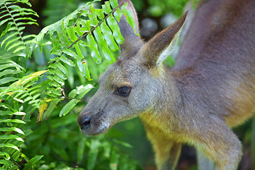 Image showing Kangaroo