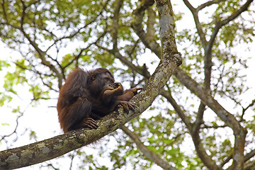 Image showing Orangutan