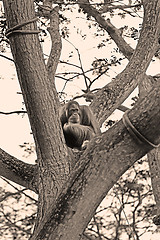 Image showing Orangutan