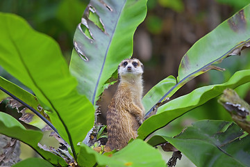 Image showing Meerkat