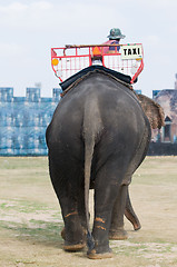 Image showing Elephant taxi