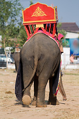 Image showing Rear view of Asian elephant with traditional saddle