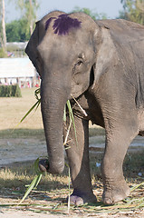 Image showing Elephant eating palm tree leaves