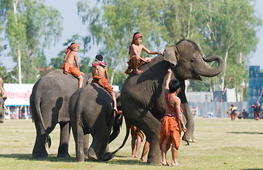 Image showing The Annual Elephant Roundup in Surin, Thailand